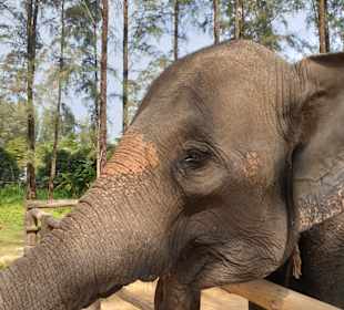 Khao Lak Elephant Camp & Monkey Show