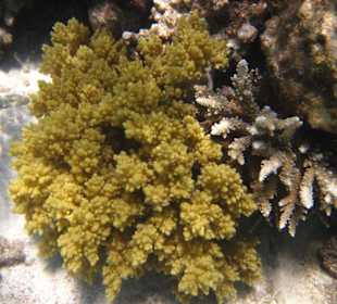 Riff bei der Insel Giftun