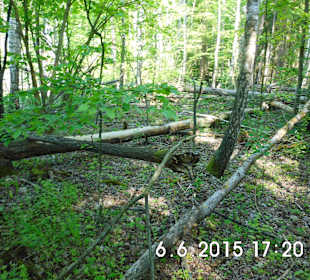 Działalność bobrów nad Klimuntem.