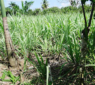 Zuckerrohrplantage