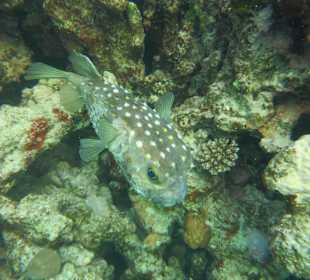 Igelfisch beim Schlafen