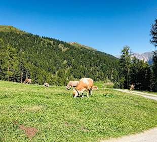 Wandern Sesvennahütte Mals/Malles Venosta