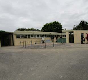 Windhundrennen Tralee