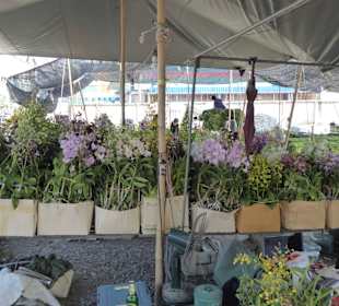 Orchideen über Orchideen