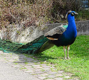 Wilhelma Stuttgart