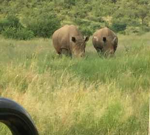 Pilanesberg Nationalpark