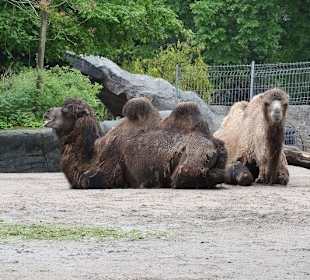 Außenbereich der Kamele