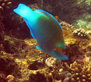 Am Südrifff beim schnorcheln