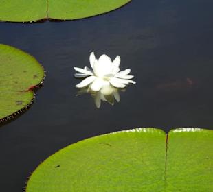 Spaziergang durch den Botanischen Garten Mascarin