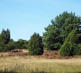 Wanderung von Undeloh durch die Heide
