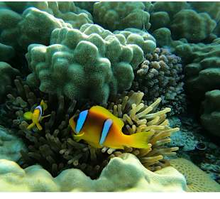 Schnorcheln Soma Bay