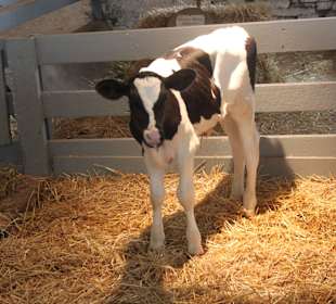 The Amish Village Lancaster Pennsylvania