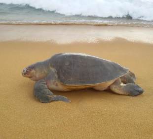 Turtle