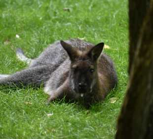 Tierpark Hamm 