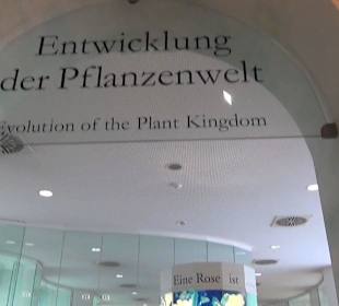 Entwicklung der Pflanzenwelt