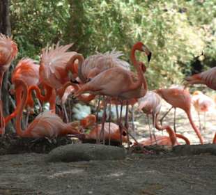 Manati Park