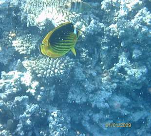 Fische