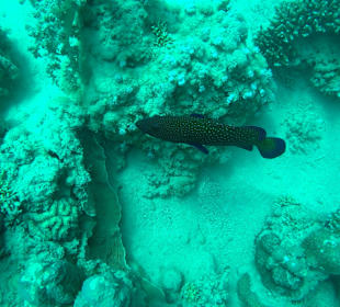 Schnorcheln Marsa Alam