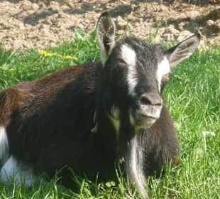 Zwierzęta w zagrodach