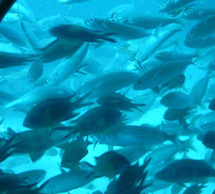 Blick aus dem U-Boot bei ca. 30m Tiefe
