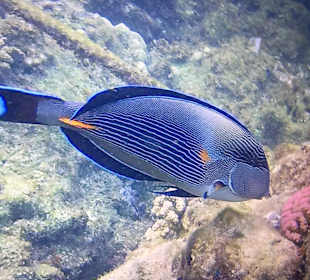 Schnorcheln Marsa Alam