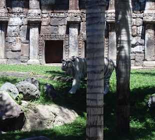 Weiße Tiger
