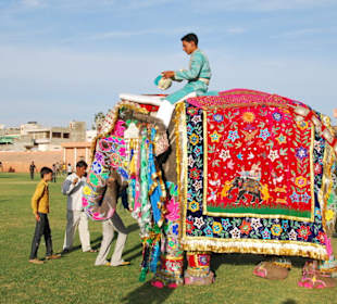 Elefant  Festival in Jaipur