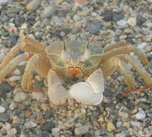 Der war richtig aggresiv