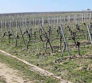 Wanderung in den Sommeracher Weinbergen