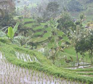 Reisterrassen im Zetrum Bali's