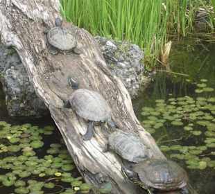 Schildkröten