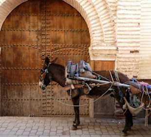 Esel in der Medina