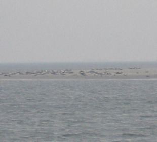 Seehundbank Tegeler Plate