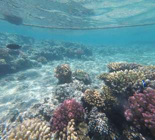 Schnorcheln Makadi Bay