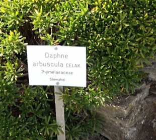 Alpinum
