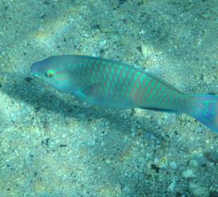 Schnorcheln Sharm El Naga