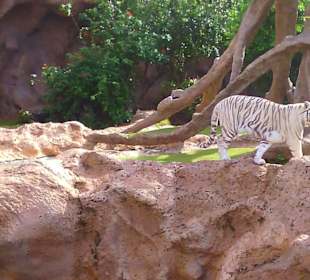 Ausflüge. Loro Park