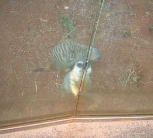 ein Zoobewohner