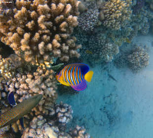 Schnorcheln Makadi Bay