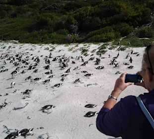 Boulders Beach