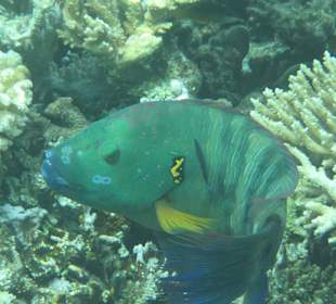 Schnorcheln Makadi Bay