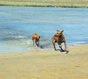 Hunde am Strand von Bibione