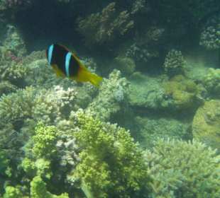 Riff zum Schnorcheln