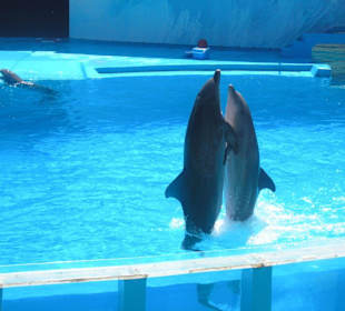 Dolphins in Motion Show
