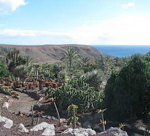 Jardin Botanico de Cactus im Oasispark