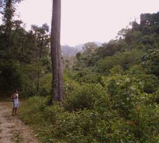 weit und breit nur Dschungel