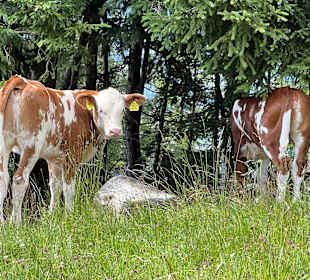 Wandern Bad Hofgastein