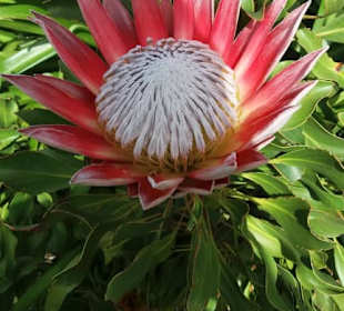 Schönheit in Kirtsenbosch