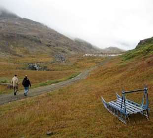 Ein Blumental in Grönland