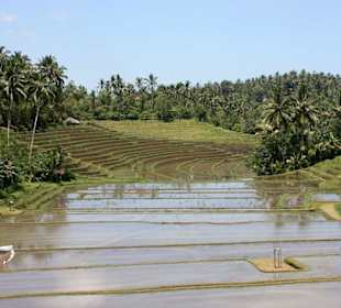 Reisterrassen um Ubud